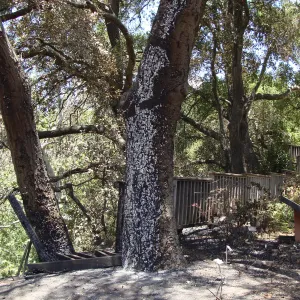burned site of the Home Demonstration Deck, after the Jesusita Fire