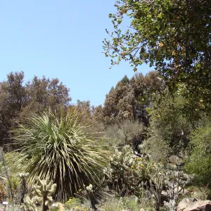 burned vegetation along the canyon rim, just beyond the Desert Section, after the Jesusita Fire