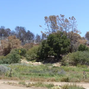 view from the Meadow to the burned hillside above Mission Canyon Road after the Jesusita Fire