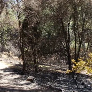 Canyon Trail, panorama, one week after the Jesusita Fire
