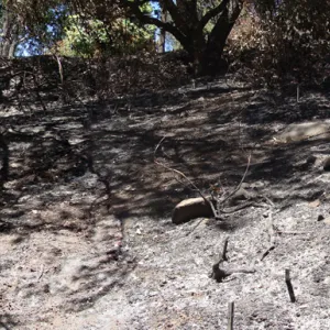 Trail to Tunnel Road from the Canyon, panorama, one week after the Jesusita Fire