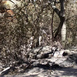 Campbell Bridge and stone bench, panorama, one week after the Jesusita Fire