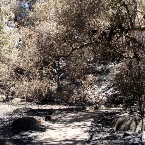 Campbell Bridge and stone bench, panorama, one week after the Jesusita Fire