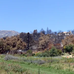 Garden Meadow, panorama, one week after the Jesusita Fire