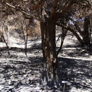 Island Section, after the Jesusita Fire