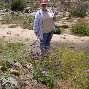 Joan Evans, Hwy 33, Derrydale Creek
