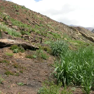 Derrydale burn area, Hwy 33, Derrydale Creek
