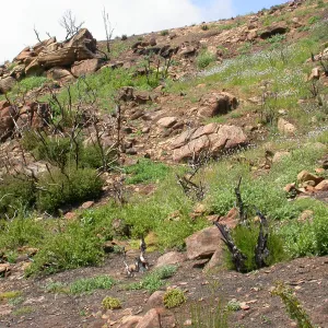 Derrydale burn area, Hwy 33, Derrydale Creek