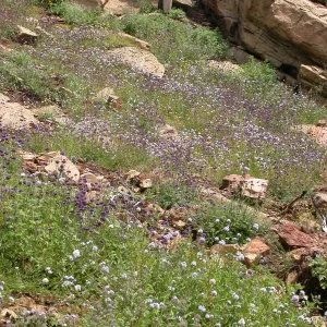 Derrydale burn area, Hwy 33, Derrydale Creek