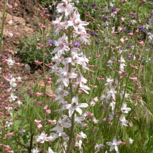 Delphinium parishii ssp. pallidum, Hwy 33, Derrydale Creek