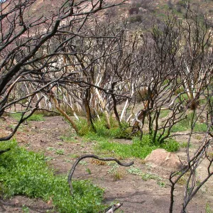 Stump sprounting oaks, Hwy 33, Derrydale Creek
