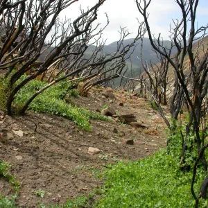 Hwy 33, Derrydale Creek Marah fabaceus understory, stump sprounting oaks,