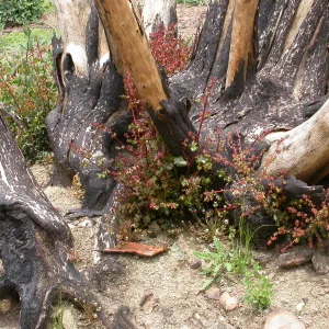 Stump sprounting oaks, Hwy 33, Derrydale Creek