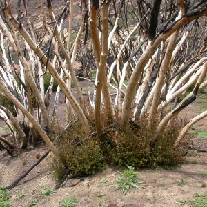 Stump sprounting oaks, Hwy 33, Derrydale Creek