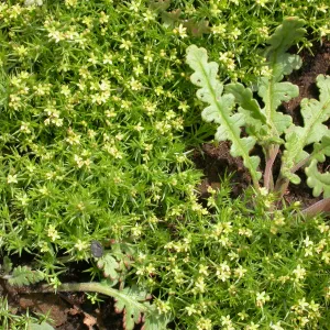 Galium andrewsii, Hwy 33, Derrydale Creek
