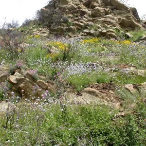 Post Burn wildflowers, Hwy 33, Derrydale Creek
