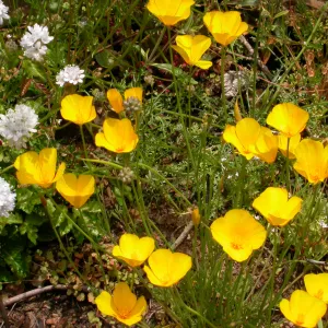 Eschscholzia caespitosa, Hwy 33, Derrydale Creek