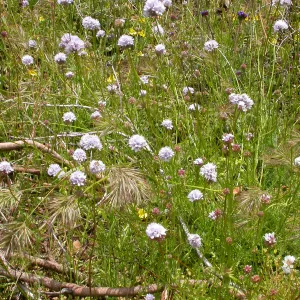 Gilia capitata, Hwy 33, Derrydale Creek