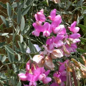 Lathyrus vestitus, Hwy 33, Derrydale Creek