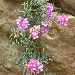 Lathyrus vestitus, Hwy 33, Derrydale Creek