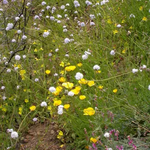 Post Burn wildflowers, Hwy 33, Derrydale Creek