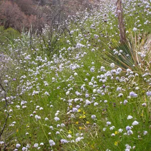 Post Burn wildflowers, Hwy 33, Derrydale Creek