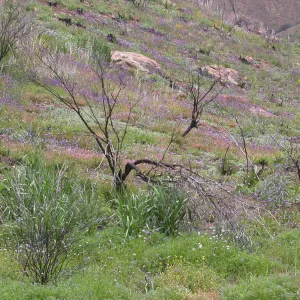 Post Burn wildflowers, Hwy 33, Derrydale Creek