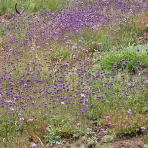 Post Burn wildflowers, Hwy 33, Derrydale Creek