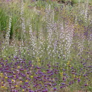 Hwy 33, Derrydale Creek Marah fabaceus understory, Delphinium parishii ssp. pallidum, Saliva columbariae