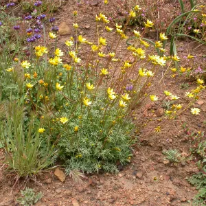 Coreopsis bigelovii, Hwy 33, Derrydale Creek