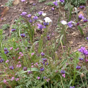 Dichelostemma capitatum - white flowered, Hwy 33, Derrydale Creek
