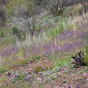 Post Burn Wildflowers, Hwy 33, Derrydale Creek