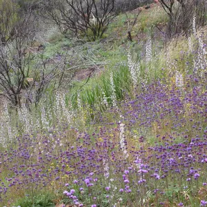 Post Burn Wildflowers, Hwy 33, Derrydale Creek
