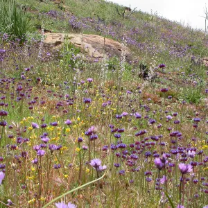 Post Burn Wildflowers, Hwy 33, Derrydale Creek