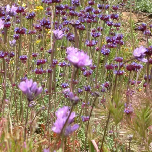 Post Burn Wildflowers, Hwy 33, Derrydale Creek