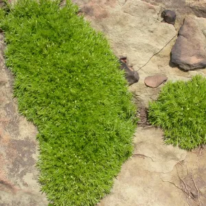 Galium andrewsii, Hwy 33, Derrydale Creek