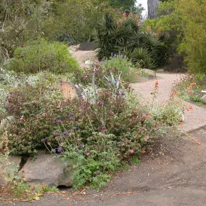 Desert Wash, Salvia columbariae (Chia)