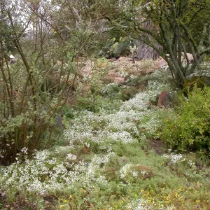Linanthus floribundus