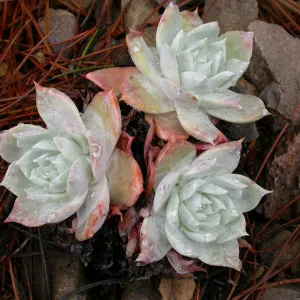 Dudleya candida