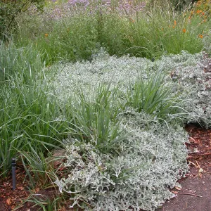 Lessingia filaginifolia