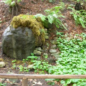 Dripping Rock, Asarum caudatum