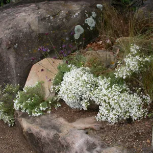 Linanthus floribundus