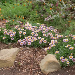 Erigeron 'Bountiful'