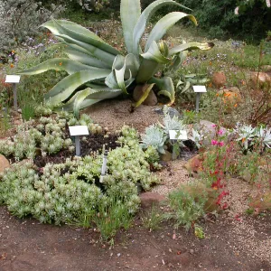 Dudleya formosa with Agave sobria