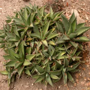 Agave margaritae