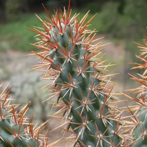 Opuntia cedrosensis?