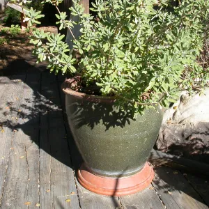 Home Demonstration Deck Pots