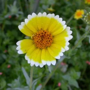 Tidy Tips, Layia platyglossa