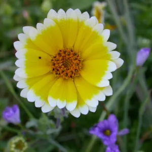 Tidy Tips, Layia platyglossa