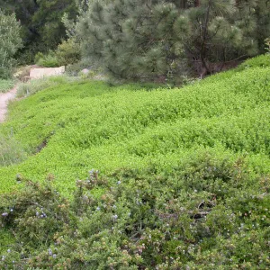 Baccharis pilularis, C 21-22